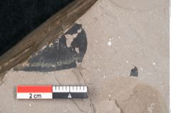 Foto (Detailansicht) von Persea speciosa Heer (NHMW-GEO-2024-0188-7995)